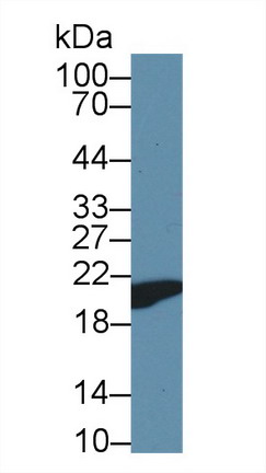 Polyclonal Antibody to Cyclophilin B (CYPB)