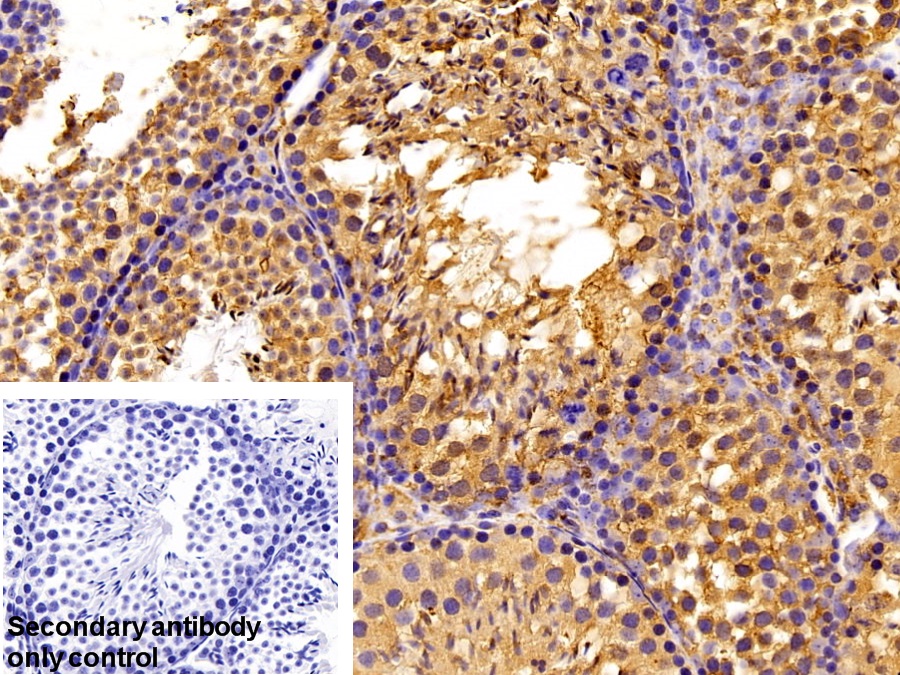 Polyclonal Antibody to Cyclophilin B (CYPB)