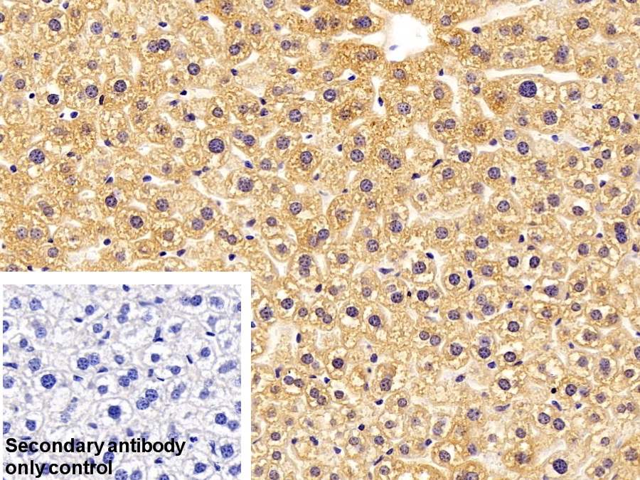 Polyclonal Antibody to Cyclophilin B (CYPB)