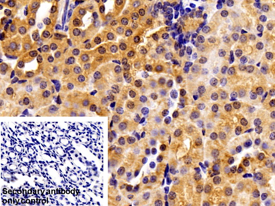 Polyclonal Antibody to Cyclophilin B (CYPB)