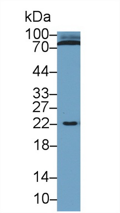 Polyclonal Antibody to Cyclophilin B (CYPB)