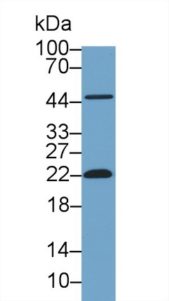 Polyclonal Antibody to Cyclophilin B (CYPB)