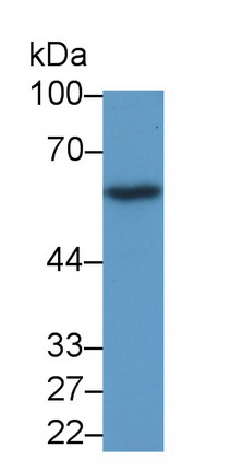 Polyclonal Antibody to Anti-Mullerian Hormone (AMH)