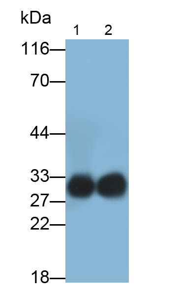 Polyclonal Antibody to Protease, Serine 1 (PRSS1)