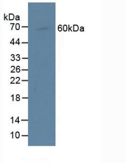 Polyclonal Antibody to Centromere Protein I (CENPI)