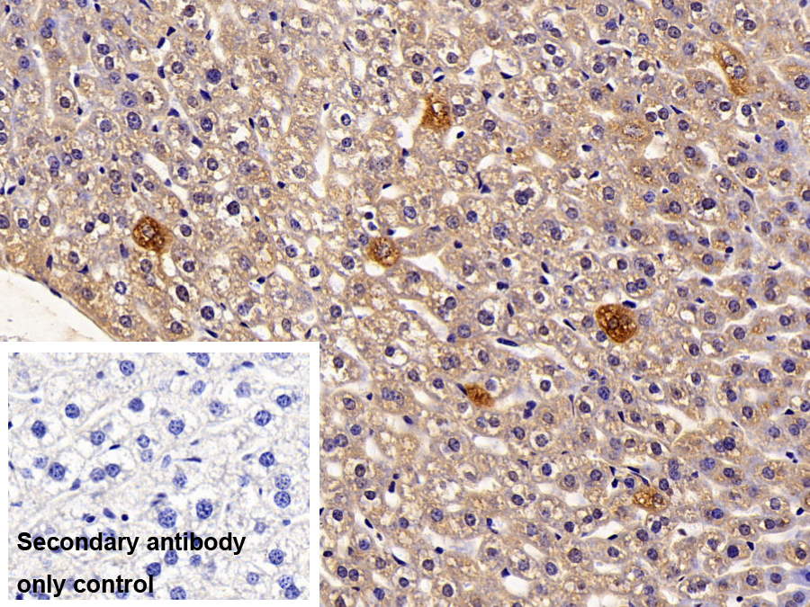 Polyclonal Antibody to Protein Kinase C Eta (PKCh)