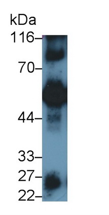 Polyclonal Antibody to Immunoglobulin G4 (IgG4)