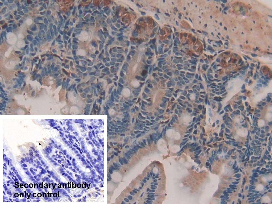 Polyclonal Antibody to Nesfatin 1 (NES1)