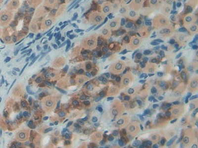 Polyclonal Antibody to Nesfatin 1 (NES1)