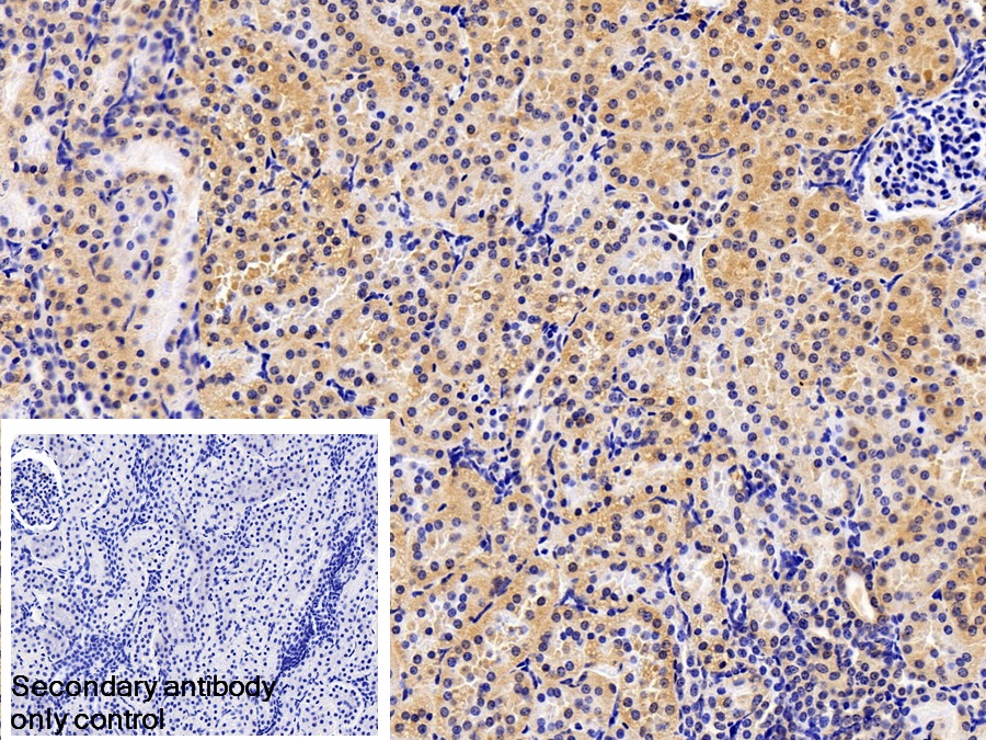 Polyclonal Antibody to Paraoxonase 1 (PON1)