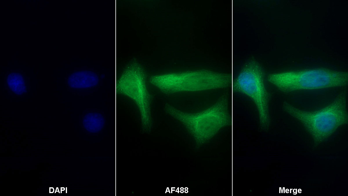 Polyclonal Antibody to Paraoxonase 1 (PON1)