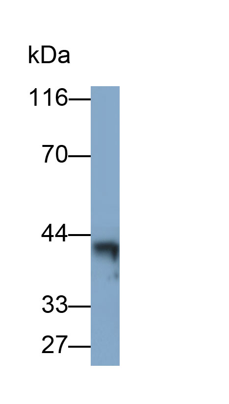 Polyclonal Antibody to Paraoxonase 1 (PON1)