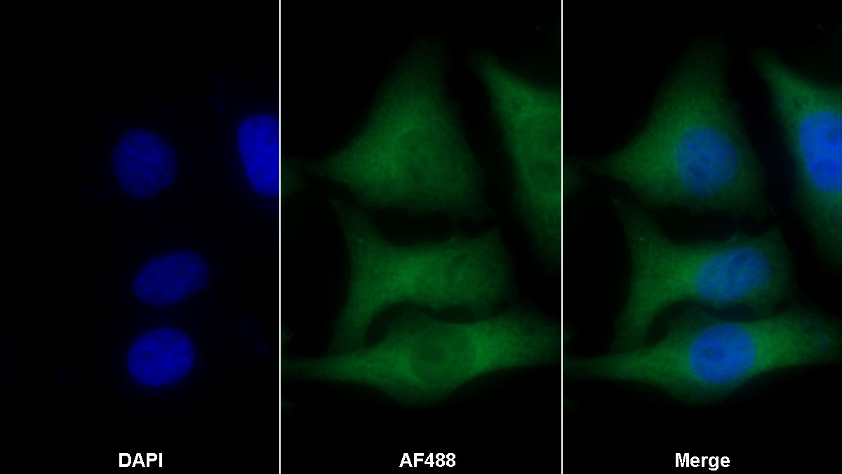 Polyclonal Antibody to Paraoxonase 1 (PON1)