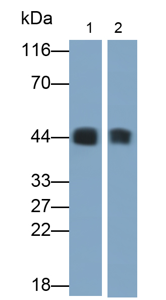 Polyclonal Antibody to Paraoxonase 1 (PON1)