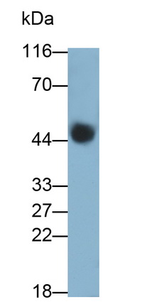 Polyclonal Antibody to Paraoxonase 1 (PON1)