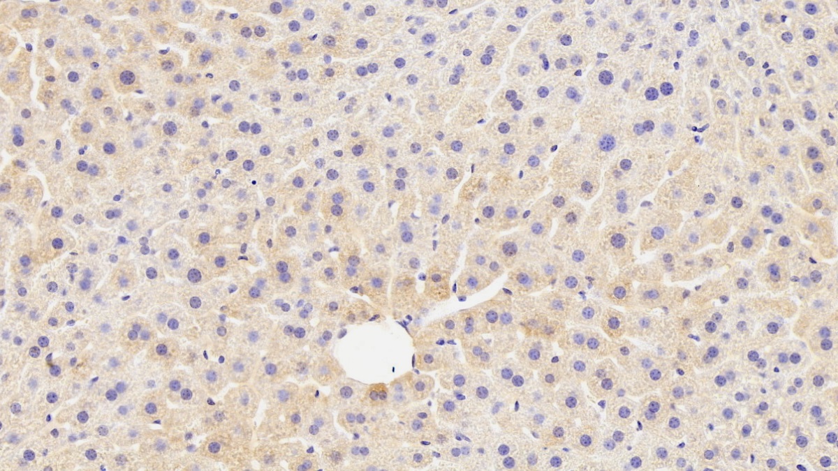 Polyclonal Antibody to Paraoxonase 1 (PON1)