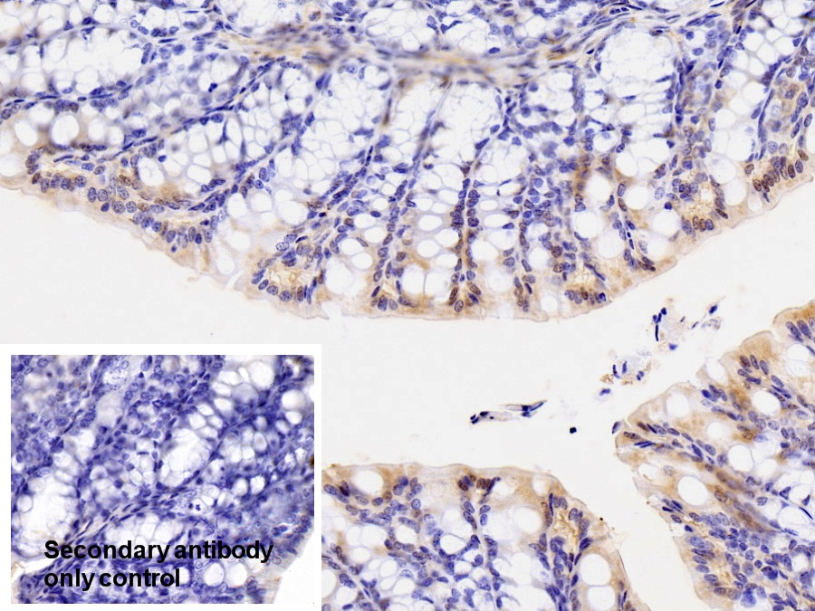 Polyclonal Antibody to Paraoxonase 1 (PON1)