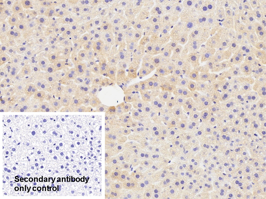 Polyclonal Antibody to Paraoxonase 1 (PON1)