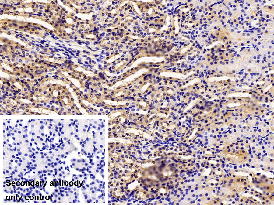 Polyclonal Antibody to Paraoxonase 1 (PON1)