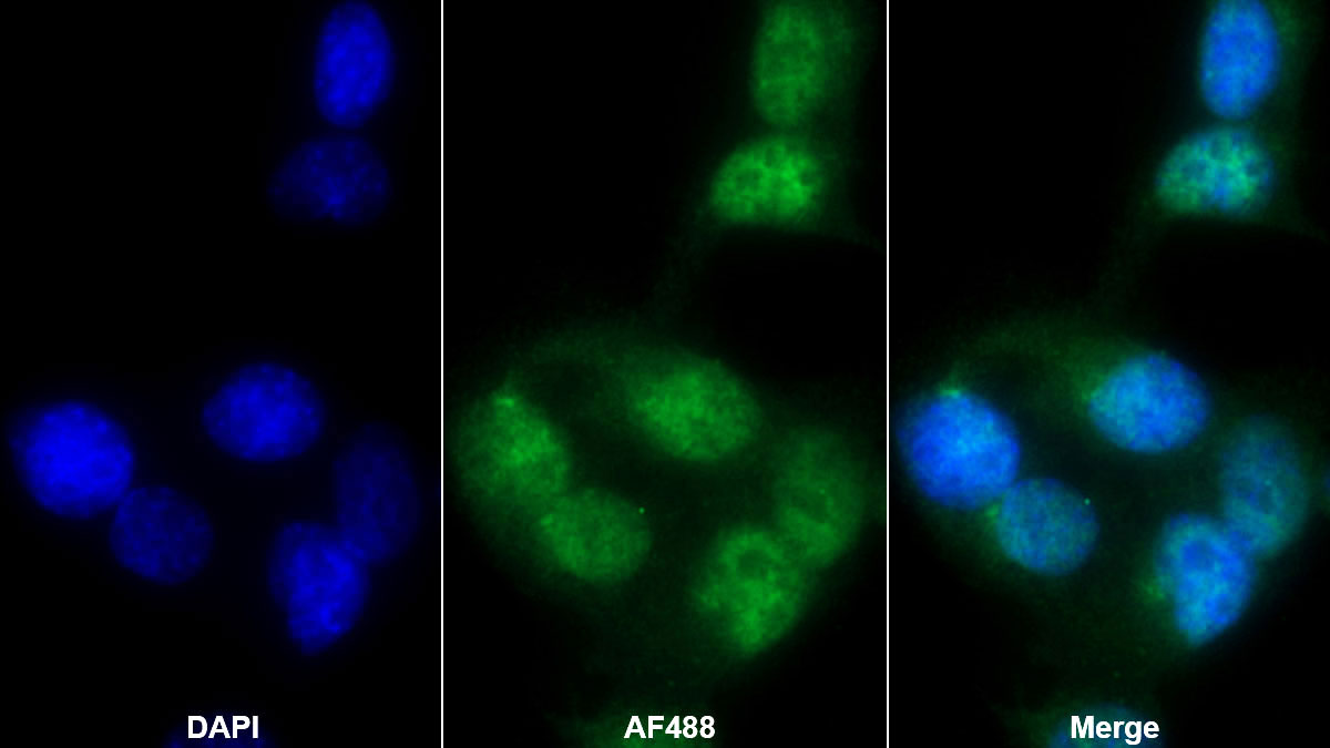 Polyclonal Antibody to Paraoxonase 1 (PON1)