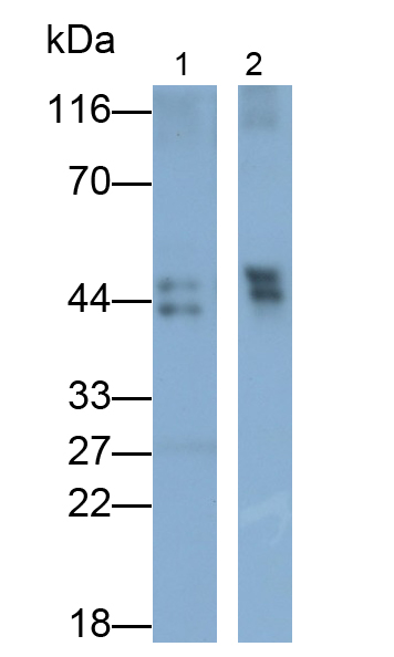 Polyclonal Antibody to Paraoxonase 1 (PON1)