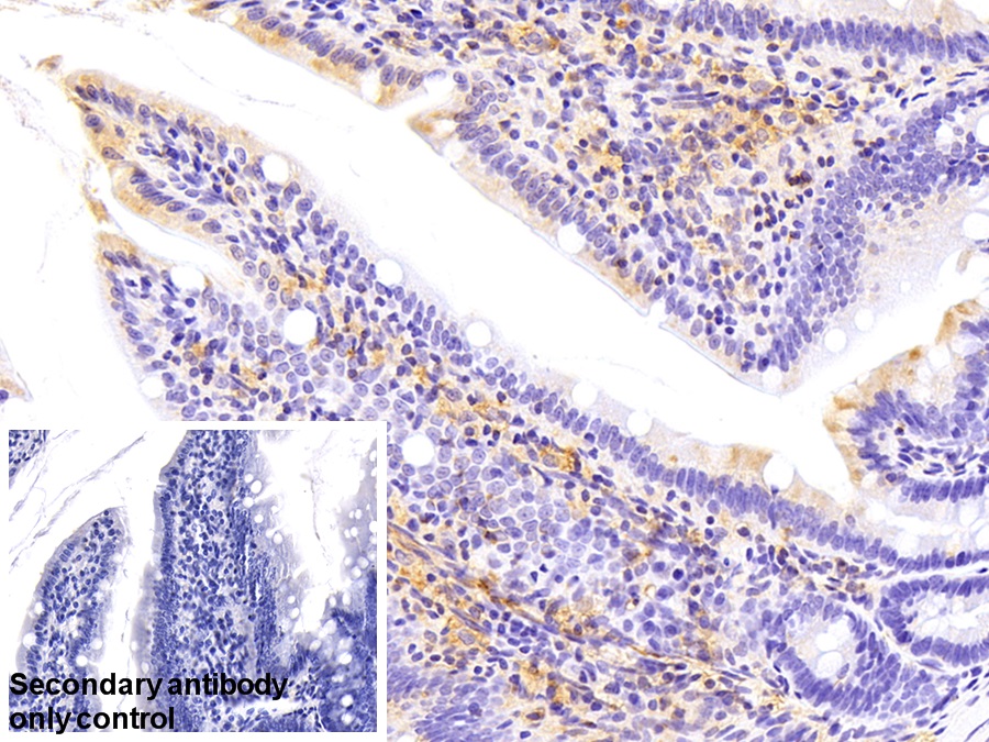 Polyclonal Antibody to Paraoxonase 1 (PON1)