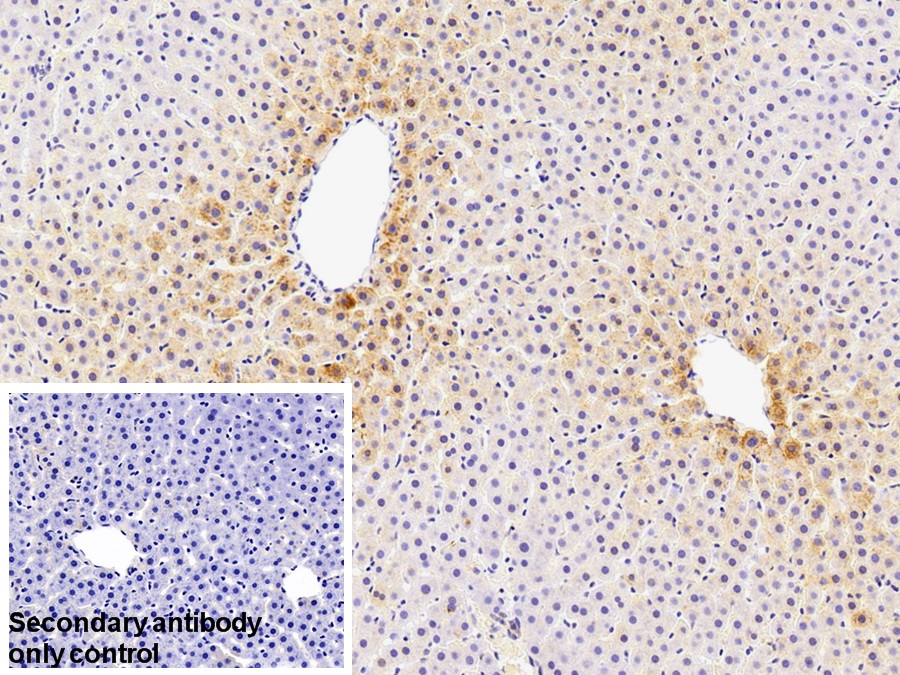 Polyclonal Antibody to Paraoxonase 1 (PON1)