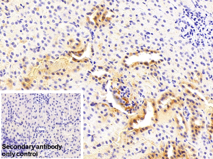 Polyclonal Antibody to Paraoxonase 1 (PON1)