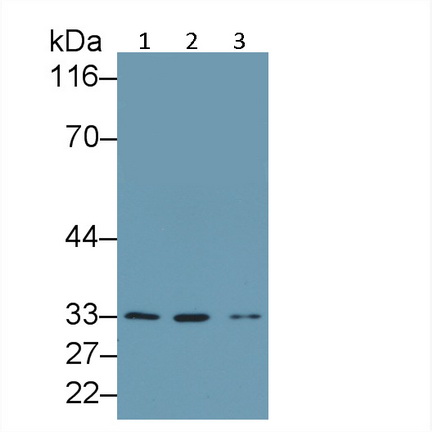 Polyclonal Antibody to Caspase 2 (CASP2)