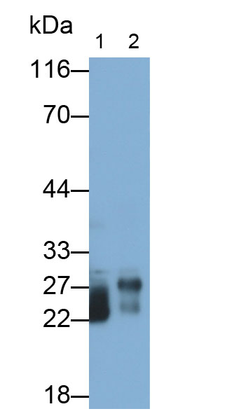 Polyclonal Antibody to Trypsin (TRY)