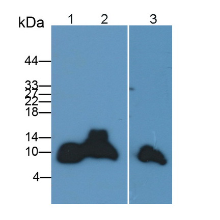 Polyclonal Antibody to Apolipoprotein C1 (APOC1)