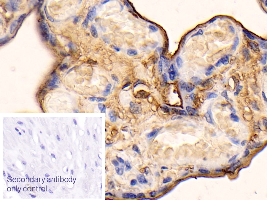 Polyclonal Antibody to Annexin V (ANXA5)