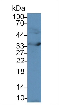 Polyclonal Antibody to Annexin V (ANXA5)