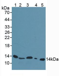 Polyclonal Antibody to Beta-2-Microglobulin (b2M)