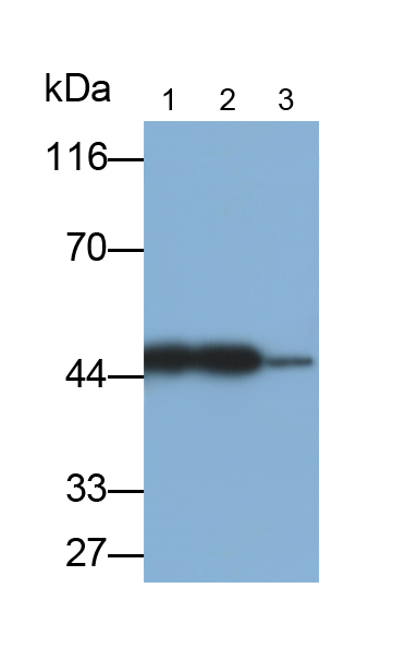 Polyclonal Antibody to Creatine Kinase, Mitochondrial 1A (CKMT1A)