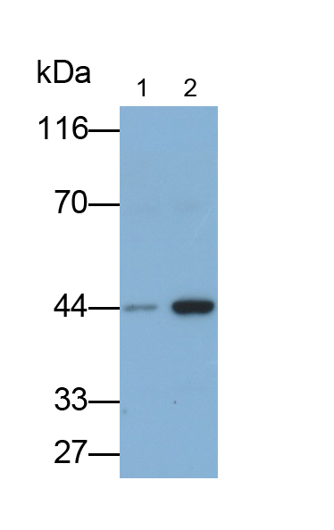 Polyclonal Antibody to Heat Shock Protein 47 (HSP47)