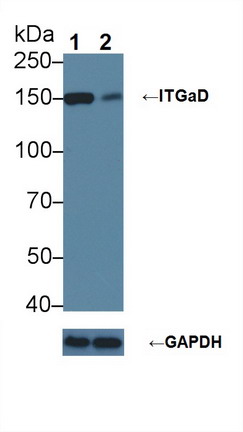 Polyclonal Antibody to Integrin Alpha D (ITGaD)