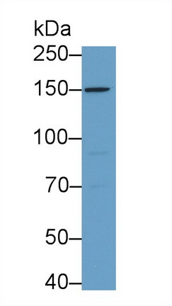 Polyclonal Antibody to Integrin Alpha D (ITGaD)