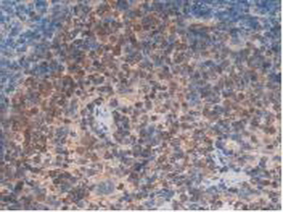 Polyclonal Antibody to Integrin Alpha D (ITGaD)