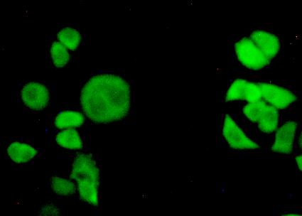 Polyclonal Antibody to Transportin 1 (TNPO1)