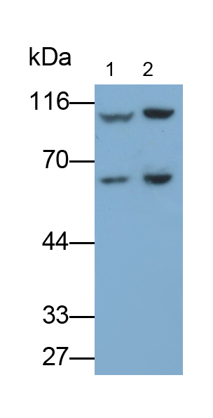 Polyclonal Antibody to Transportin 1 (TNPO1)