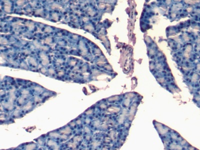 Polyclonal Antibody to Natriuretic Peptide Precursor A (NPPA)