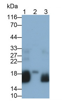 Polyclonal Antibody to Natriuretic Peptide Precursor A (NPPA)