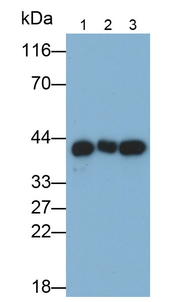 Polyclonal Antibody to Connexin 43 (CX43)