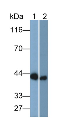 Polyclonal Antibody to Connexin 43 (CX43)