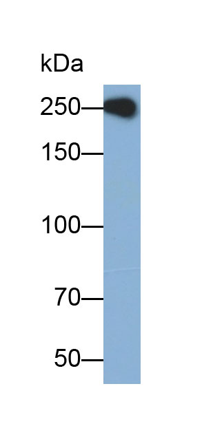 Polyclonal Antibody to Talin 1 (TLN1)