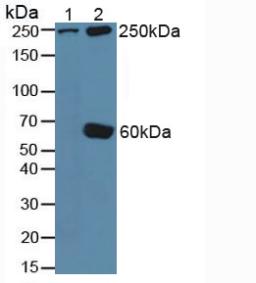 Polyclonal Antibody to Talin 1 (TLN1)