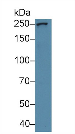 Polyclonal Antibody to Talin 1 (TLN1)