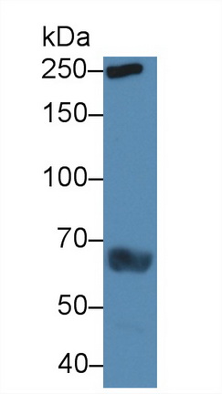 Polyclonal Antibody to Talin 1 (TLN1)