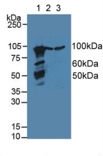 Polyclonal Antibody to Calnexin (CNX)